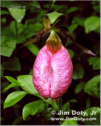 Pink Lady Slipper Orchid, Bishop's Bog, Portage, Michigan